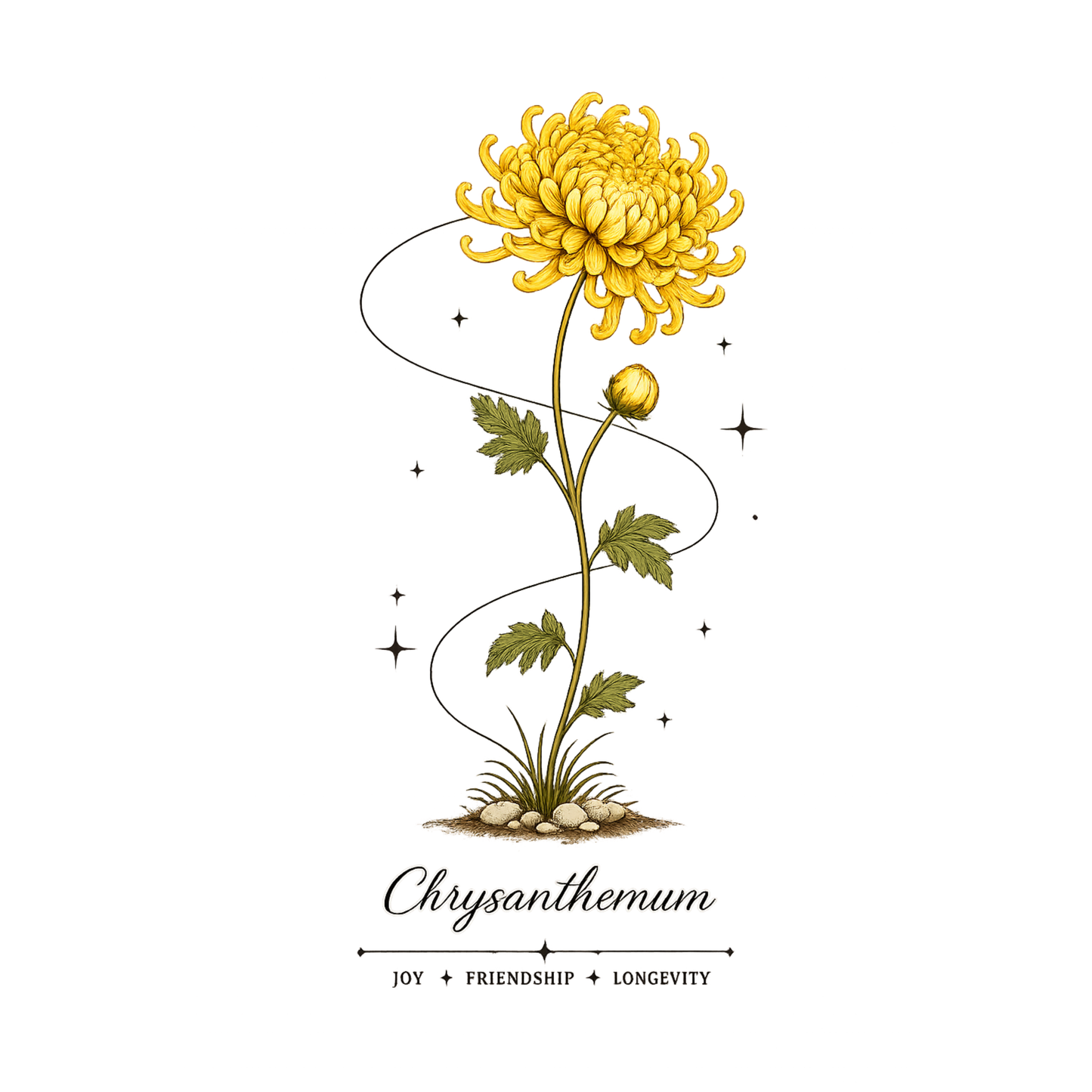 Chrysanthemum